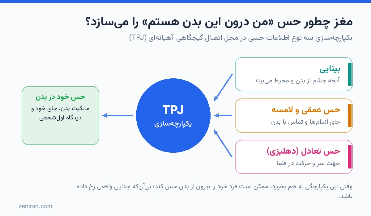 دیاگرام ترکیب اطلاعات بینایی، حس عمقی و حس تعادل در ناحیهی TPJ مغز برای ساختن حس خود در بدن