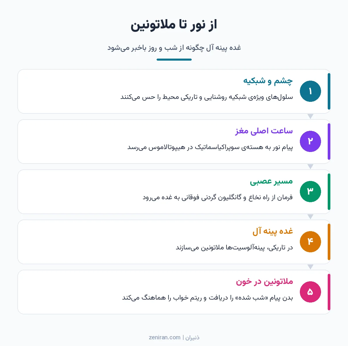 دیاگرام پنج مرحلهای مسیر پیام نور از شبکیهی چشم به هستهی سوپراکیاسماتیک، مسیر عصبی، غده پینه آل و ترشح ملاتونین در خون